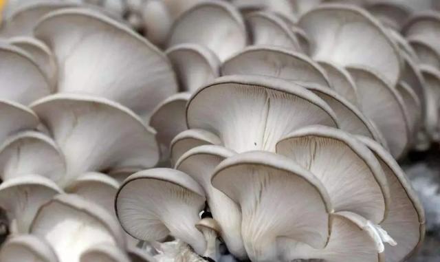 國家蘑菇地理：中國哪里的蘑菇最好吃？