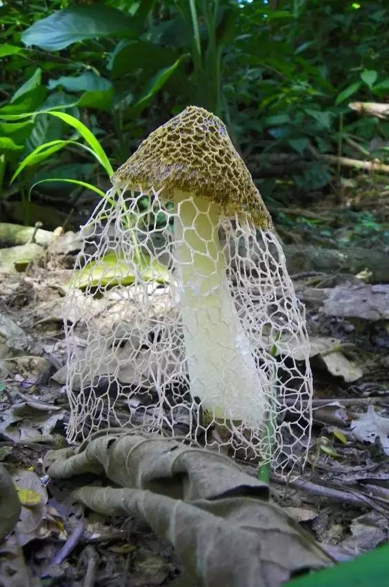 國家蘑菇地理：中國哪里的蘑菇最好吃？