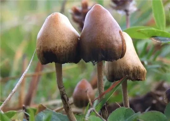 圖片關(guān)鍵詞 https://mmbiz.qpic.cn/mmbiz_png/ib6gHnfia6OokmNgibGhcOuel7hD8d9313Vp18uMJVTXib8876DtoHPsl38CY6icVHrD9GHVGJTukWx7VDCLuJBBenA/640?wx_fmt=png